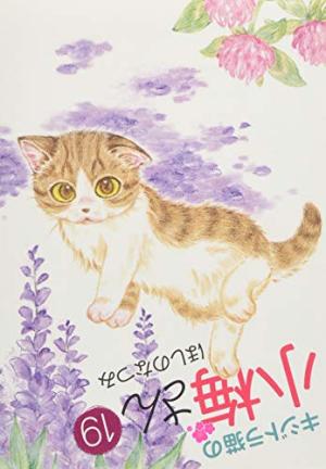couverture, jaquette Plum, un amour de chat 19  (Shônen Gahôsha) Manga